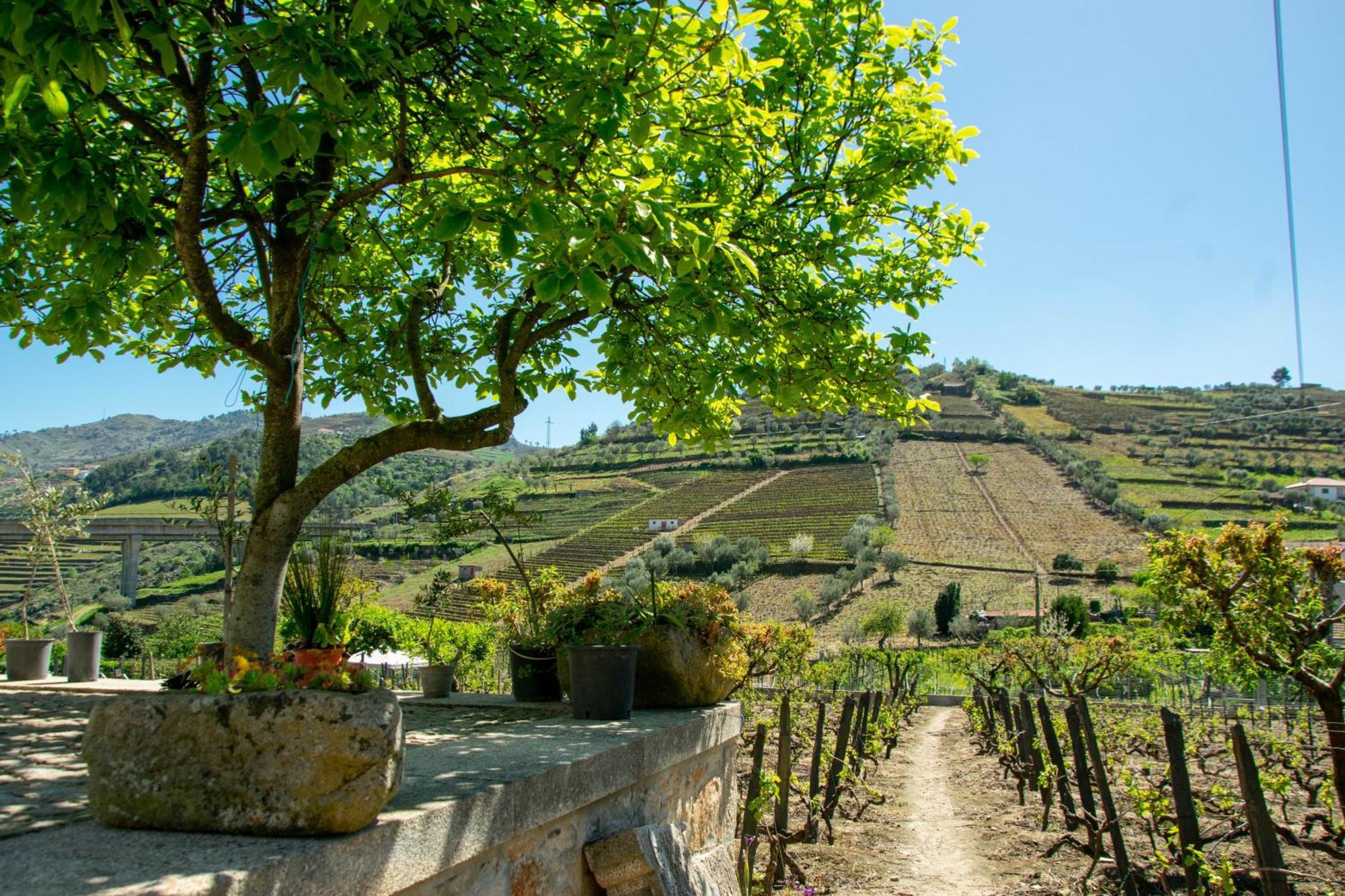 Vakantiehuis Cosy Historical House In - Quinta Do Cabo Lamego